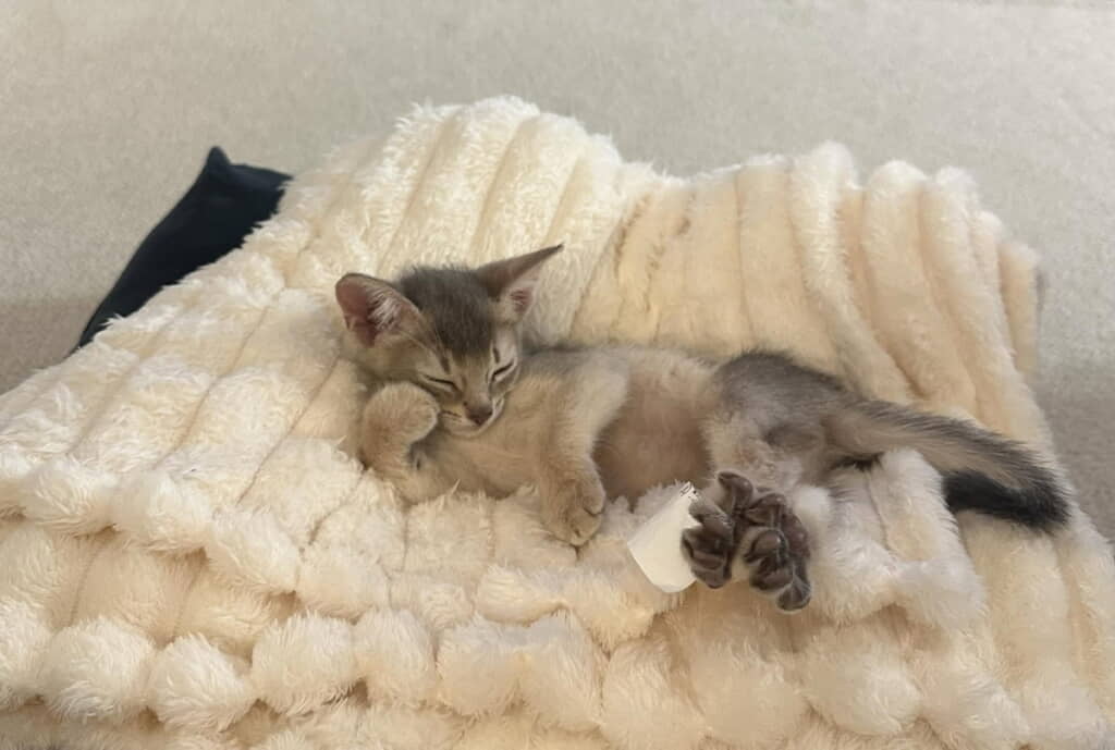 まだまだ眠いね
