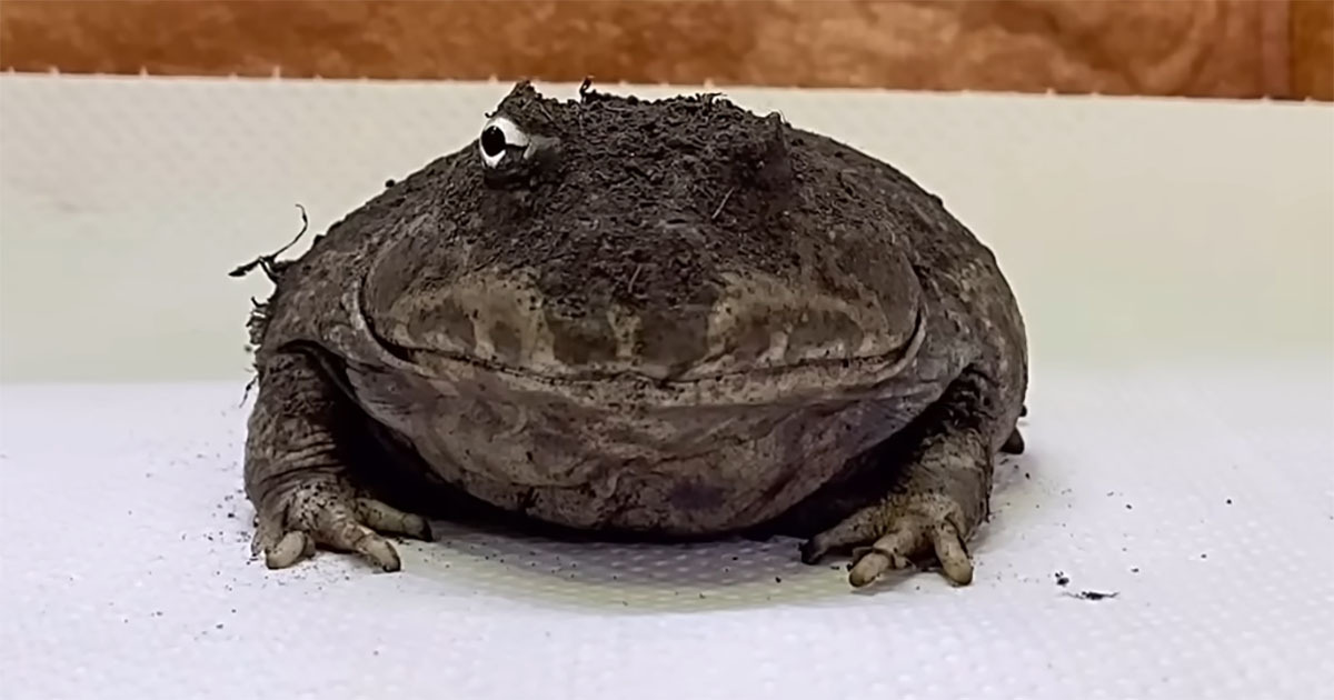 汚れたカエルを洗ってあげたら……　“別カエル級”の大変身に「ビフォーアフターが過ぎるw」「そんな色だったのね」（1/3） | その他生き物 ねとらぼ