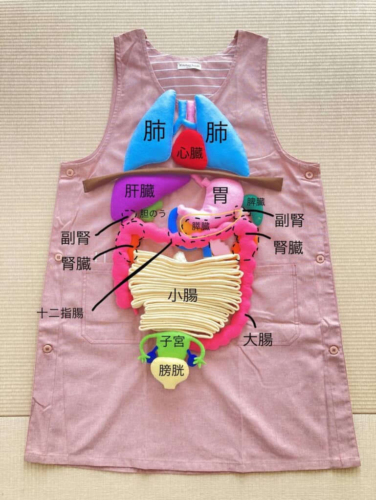 内臓の位置を解説