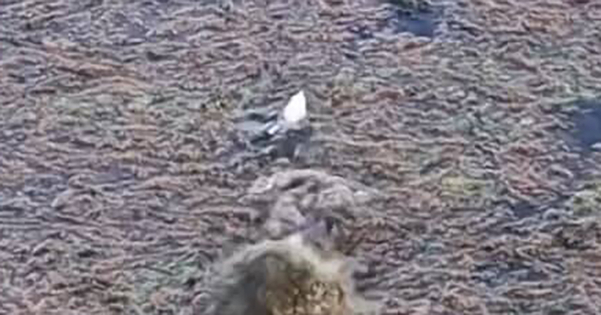 魚に気付かず飛び跳ねるカエル→危ない！　と思った次の瞬間……「釣られた！」　“予想外の正体”が8600万再生「魚も私もだまされた」【海外】（1/2） | その他生き物 ねとらぼ