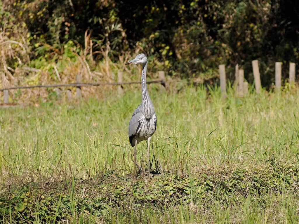 同じ場所で見掛けたアオサギ