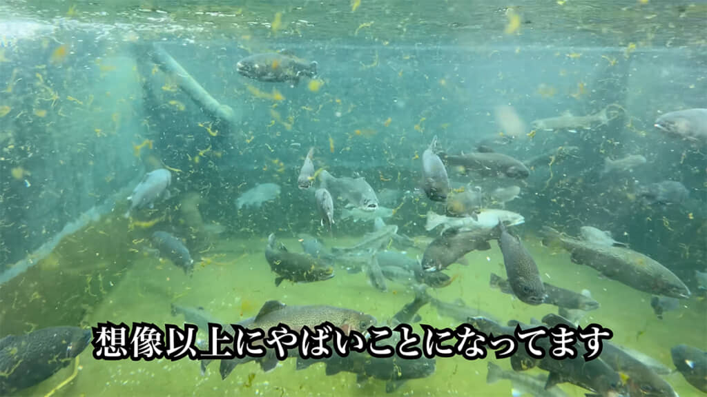 池がとんでもないことになっていました