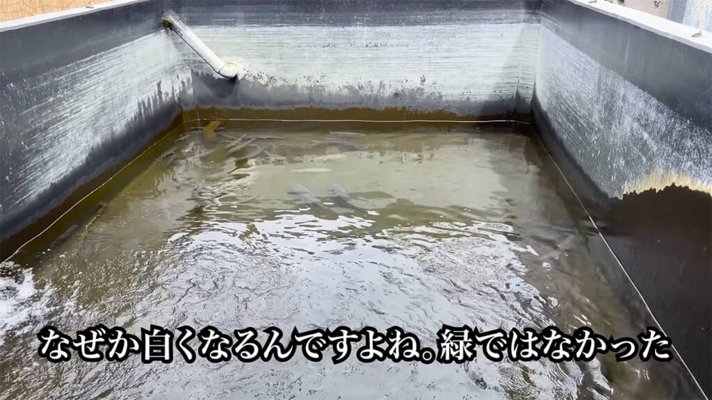 壁の白色の正体はコケなのだとか