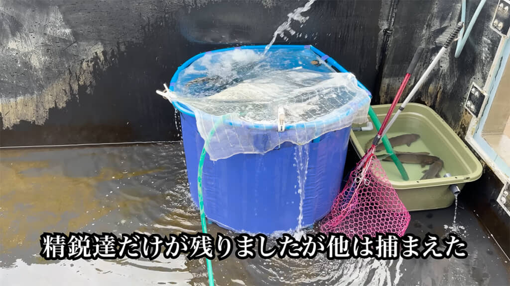 魚たちをいけすプールに入れておくことに