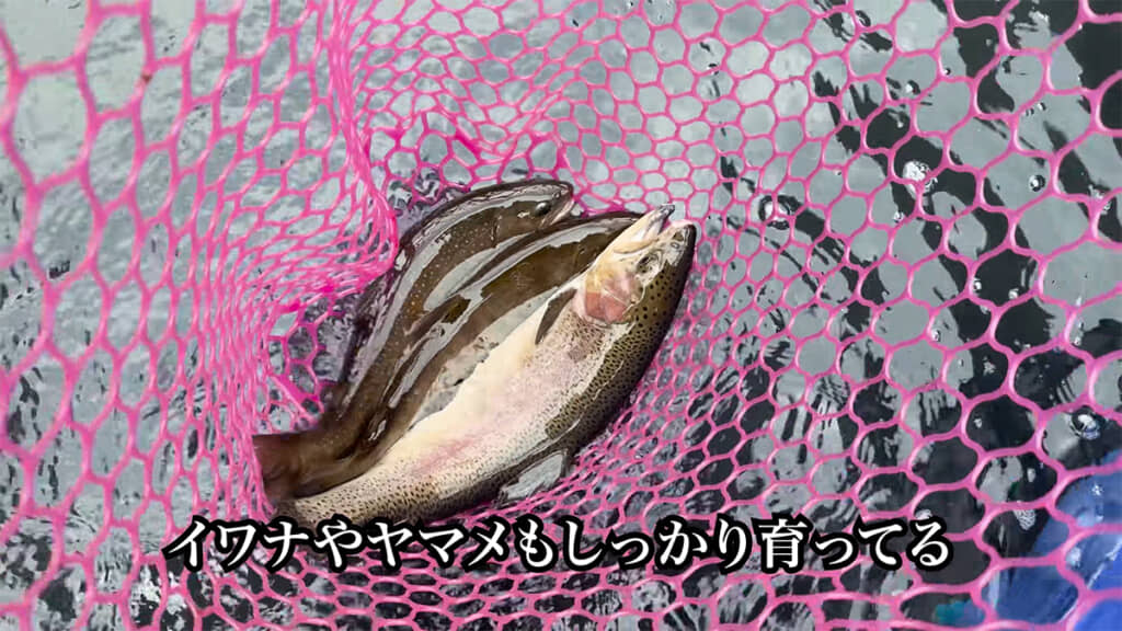 魚たちの健康チェックもできて