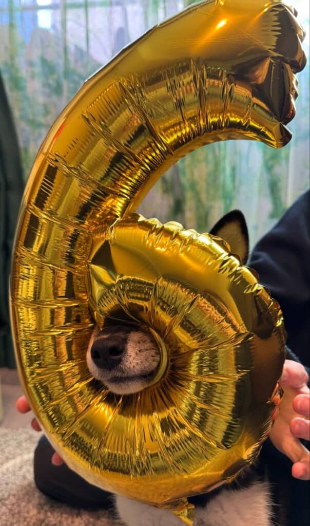 バルーンからのぞくおこげくんのお鼻