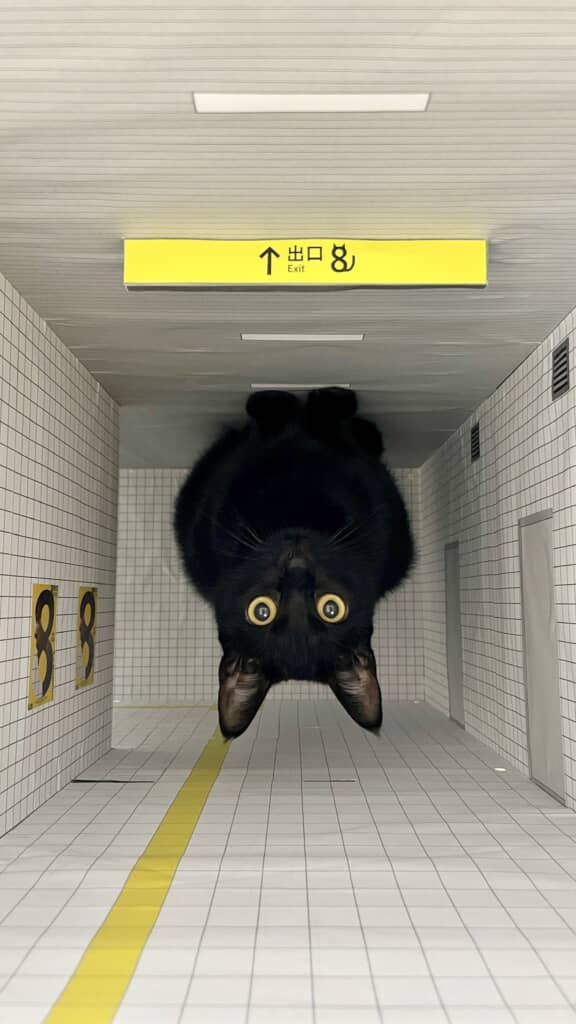 黄色い出口案内板の下で、黒猫が天井に張り付いているように見えるトリック写真