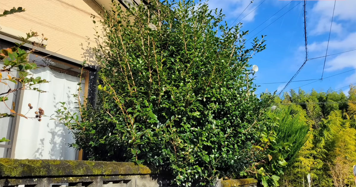 暴れ放題だったサザンカ→プロがお手入れすると……　花も楽しめる“時短テク”に「見事な仕上がり」「気持ちよい」（1/3） | ライフハック ねとらぼ