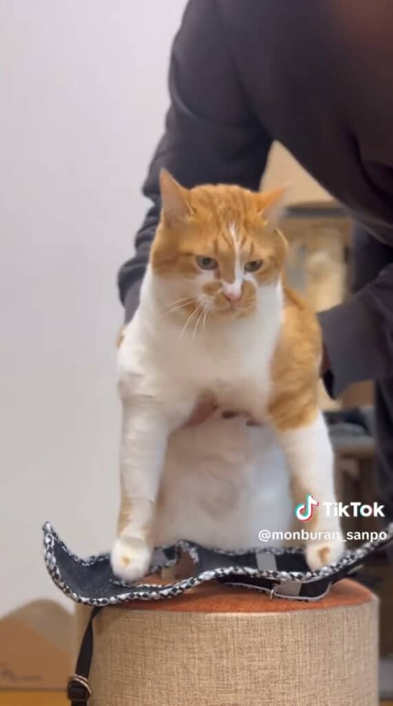 お散歩の準備中のもんぶらんくん