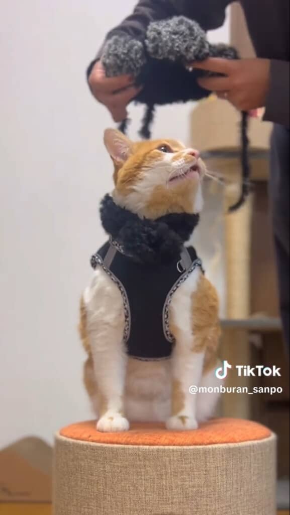 頭に何か被せるの？