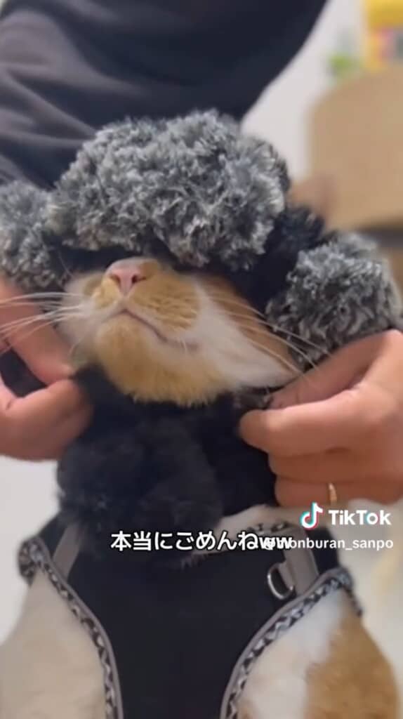 もんぶらんくん「前が見えにゃい……」