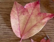 チューリップのような美しい葉っぱ