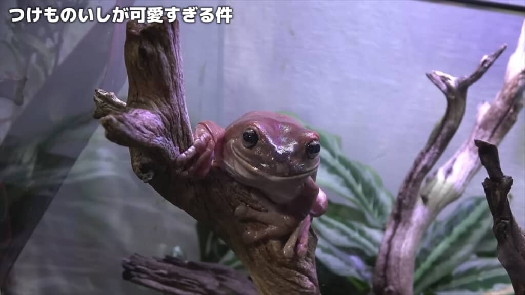 2週間放置したカエルの水槽を掃除