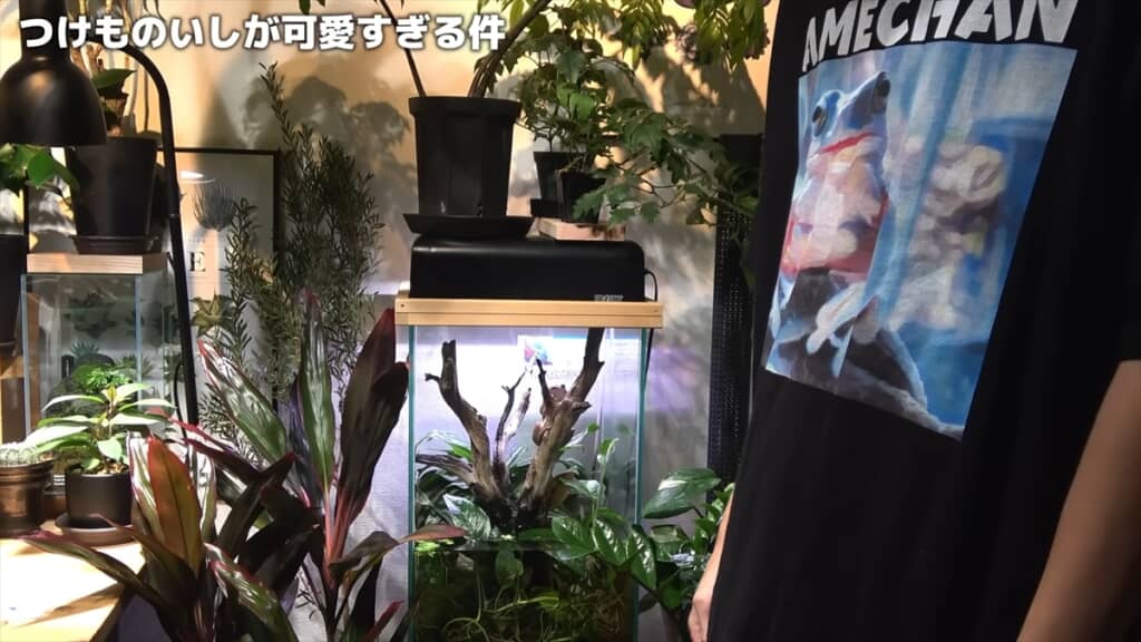 2週間放置したカエルの水槽を掃除