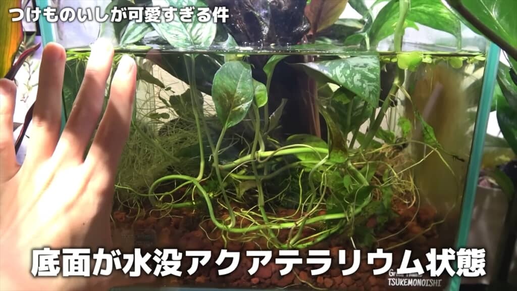2週間放置したカエルの水槽を掃除