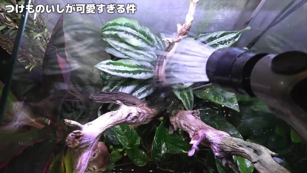 2週間放置したカエルの水槽を掃除