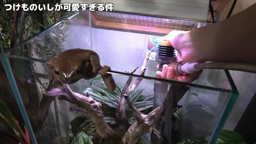2週間放置したカエルの水槽を掃除