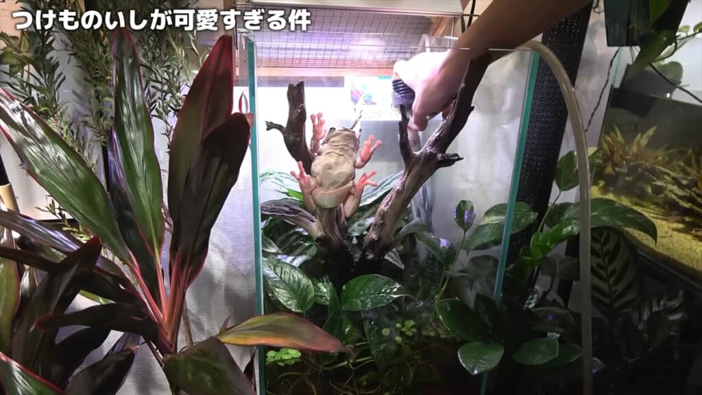 2週間放置したカエルの水槽を掃除