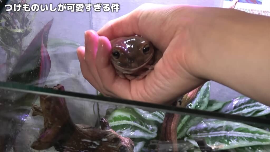 2週間放置したカエルの水槽を掃除