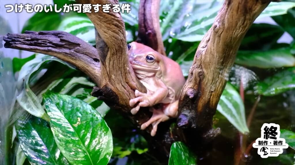 2週間放置したカエルの水槽を掃除