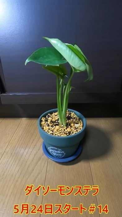 購入した当初のモンステラ