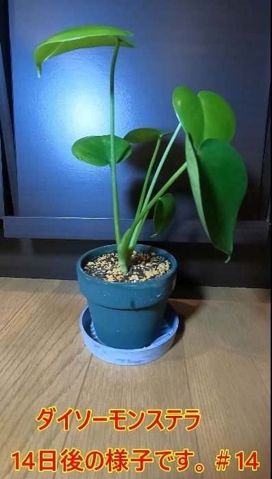14日で既にかなり大きく成長