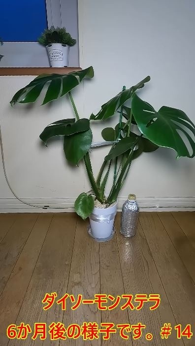 6カ月後には倍以上の大きさに