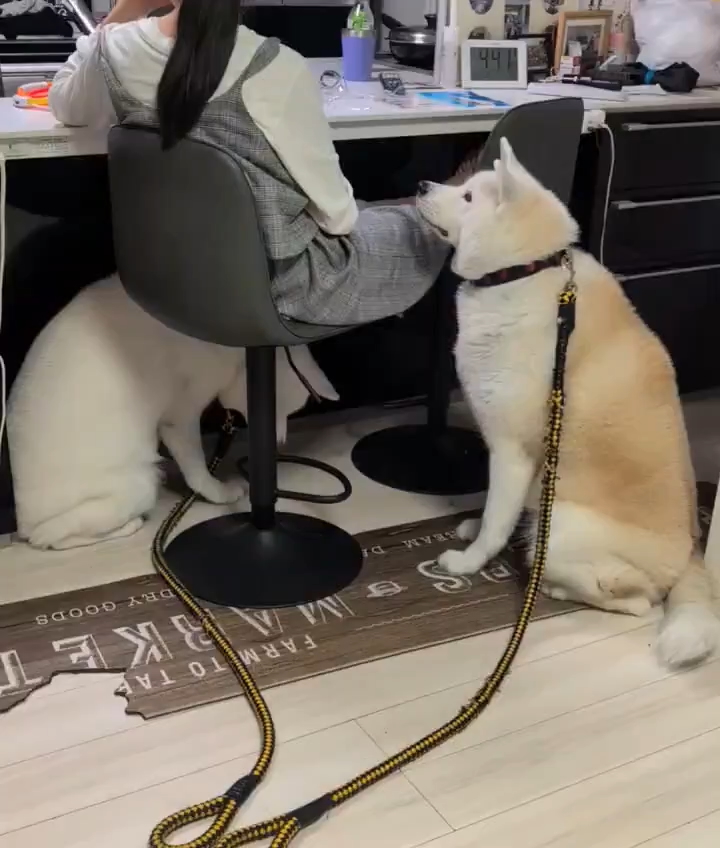 次女ちゃんのそばに座るワンコたち