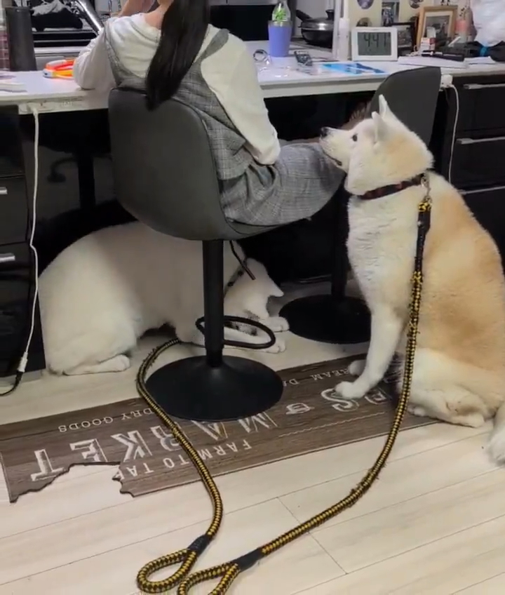 奥のこゆきちゃんは動いてるけど……