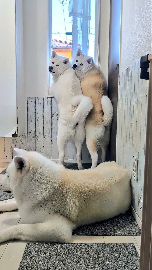 「『誰か通り過ぎたよ』と教えてくれるイヌ（笑）」