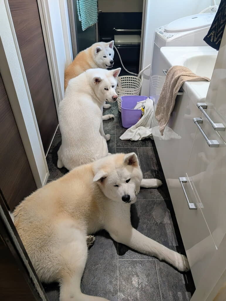 「で、散歩が終了して足洗いに並ぶイヌ」