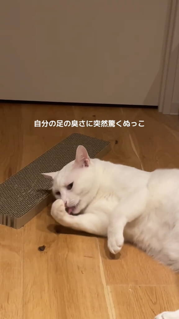 ペロペロ毛繕い中のもーしゃんくん