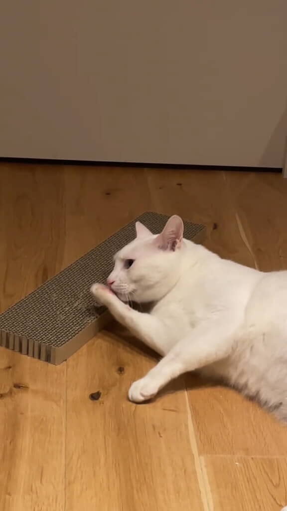 しかし突然固まってしまいます