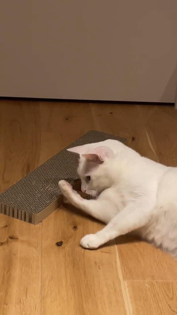 そして肉球凝視