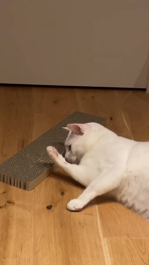 何やら衝撃を受けているようです