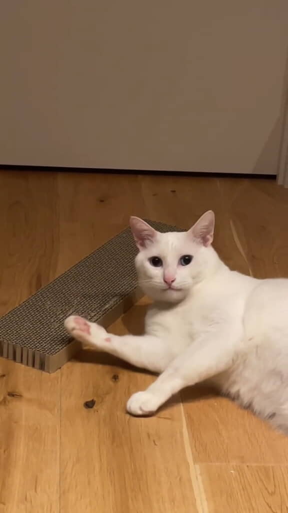 何かを言いたげなもーしゃんくん