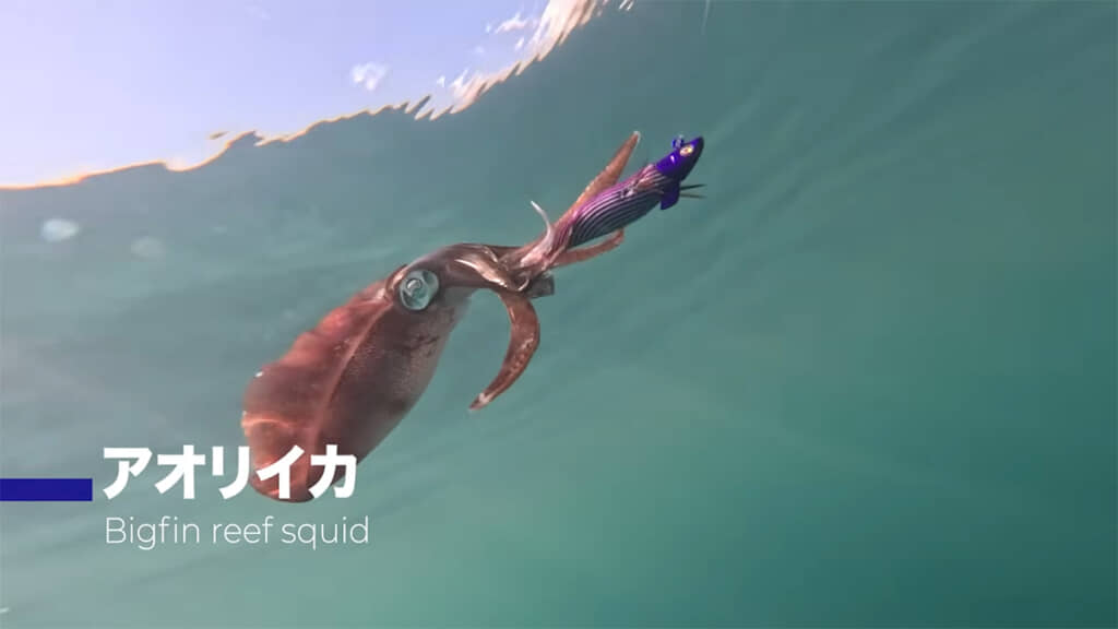 アオリイカの新子を狙います