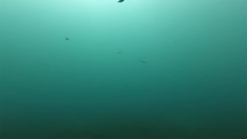 アオリイカが近寄ってきて