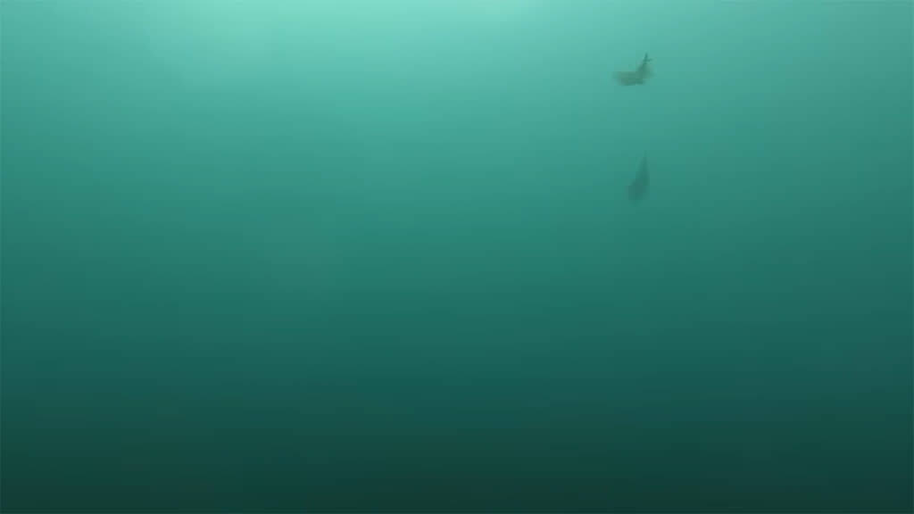 エギに抱きつきました