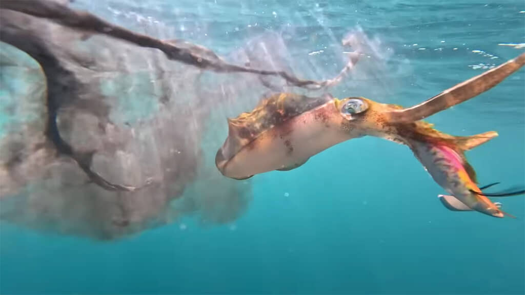 墨を吐くアオリイカ、迫力満点です