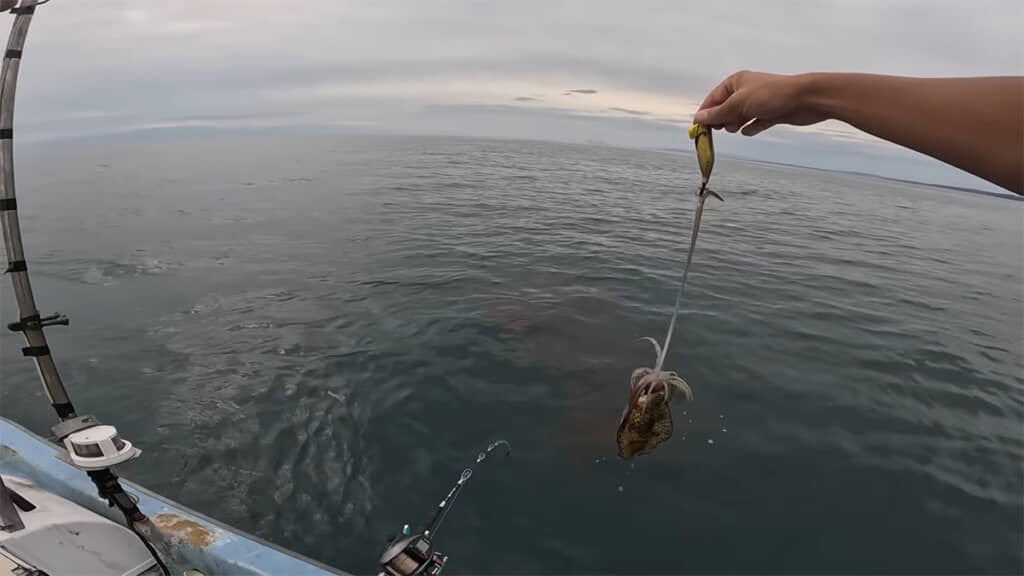触腕に引っかかって釣れるパターンも