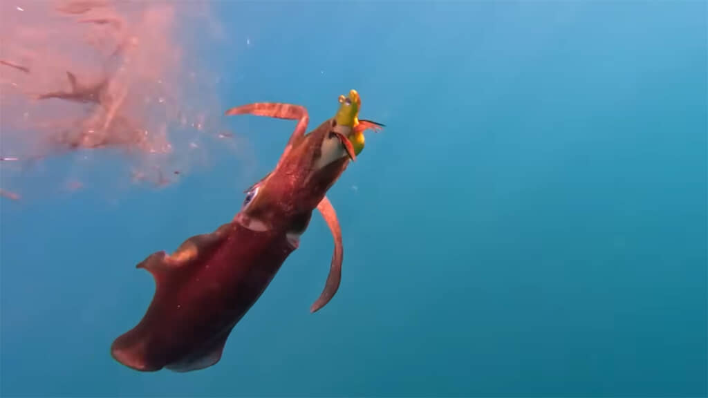 アオリイカがエギに抱き着いています