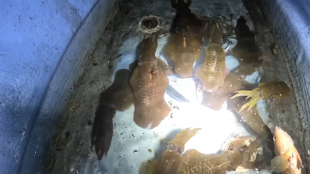 いけすの中には大量のアオリイカが