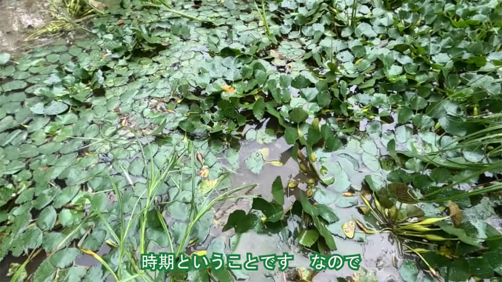 「旧ザリガニ池」でガサガサをします