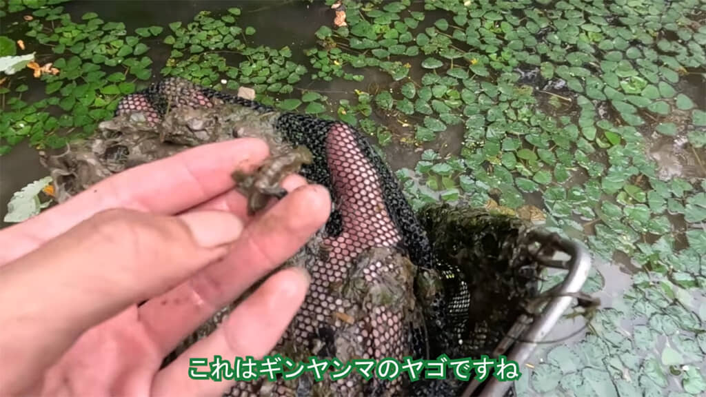 ギンヤンマのヤゴが次々と見つかります
