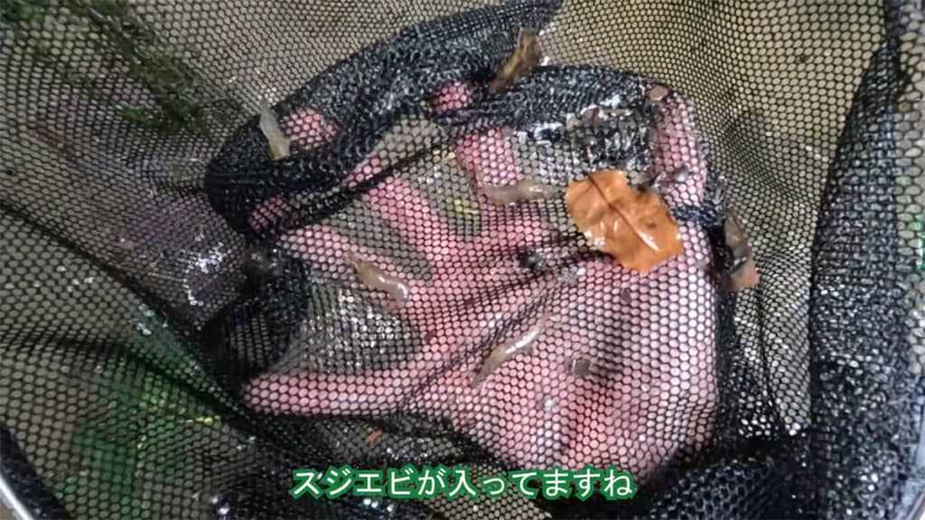 わなには大きく育ったスジエビが入っていました