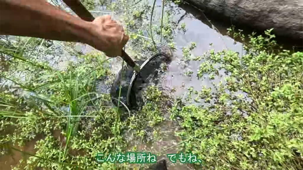 アメリカザリガニが好みそうな場所をガサガサしますが……