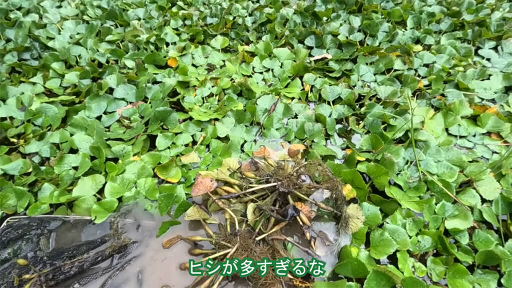 ヒシが爆増していました