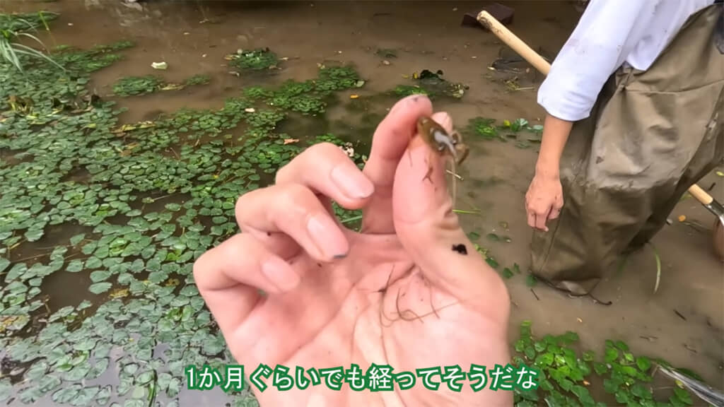 生後1カ月ほどだと思われるアメリカザリガニの姿が