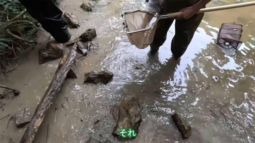 まだアメリカザリガニの根絶には至っていないようです